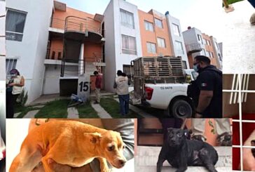 Rescata Fiscalía del Estado a 20 animales durante cateo por delito de crueldad animal en Tlajomulco