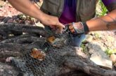 Sostenibilidad Ambiental rescata cuatro tortugas casquito de Vallarta en la Laguna del Coapinole