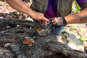 Sostenibilidad Ambiental rescata cuatro tortugas casquito de Vallarta en la Laguna del Coapinole