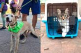 Rescata Bienestar Animal a casi 150 perros y gatos en lo que va del año