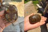 Ponen a salvo a otra tortuga casquito de Vallarta
