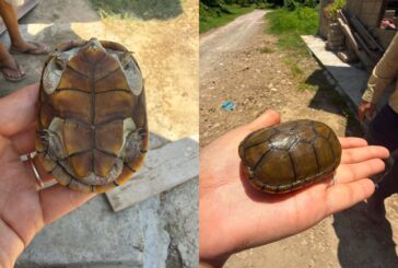Ponen a salvo a otra tortuga casquito de Vallarta