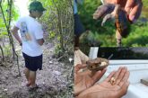 Trampas clandestinas ponen en riesgo a la tortuga 