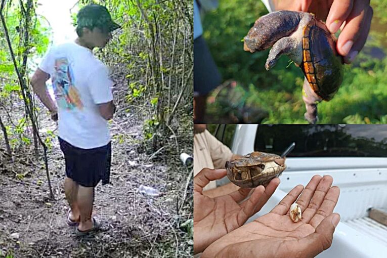 Tortuga Casquito de Vallarta