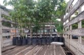 ¡Puerto Vallarta se suma a la Jornada Nacional de Reforestación 2026!