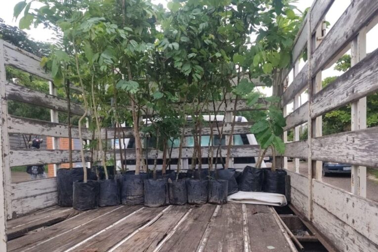 Plantas de Campaña Nacional de Reforestación