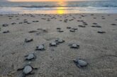 Invita Gobierno Municipal a vivir la experiencia de liberar tortugas marinas