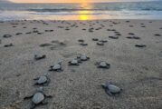Invita Gobierno Municipal a vivir la experiencia de liberar tortugas marinas