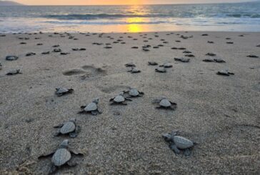 Invita Gobierno Municipal a vivir la experiencia de liberar tortugas marinas
