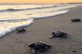 Inicia la liberación de tortugas marinas en Puerto Vallarta