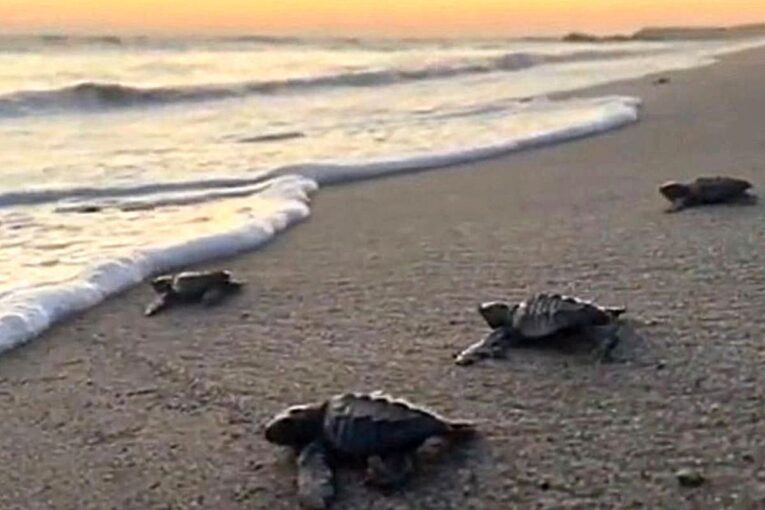 Tortugas Marinas en Vallarta