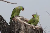 Puerto Vallarta por la conservación de su patrimonio natural