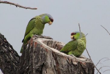 Puerto Vallarta por la conservación de su patrimonio natural